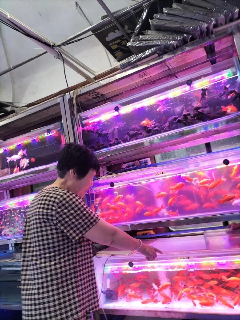 昆明觀賞魚批發(fā)市場 行業(yè)新聞 第9張