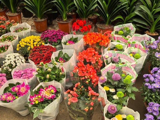 昆明觀賞魚批發(fā)市場 行業(yè)新聞 第11張