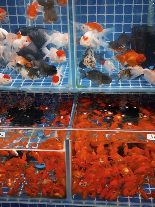 昆明觀賞魚批發(fā)市場 行業(yè)新聞 第13張