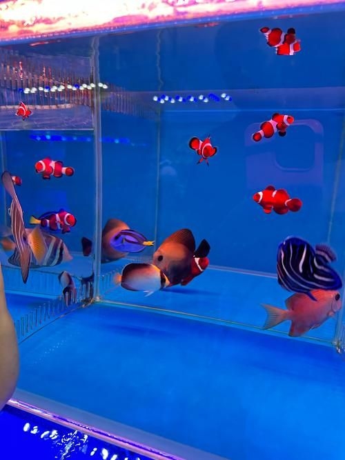 昆明觀賞魚批發(fā)市場 行業(yè)新聞 第16張