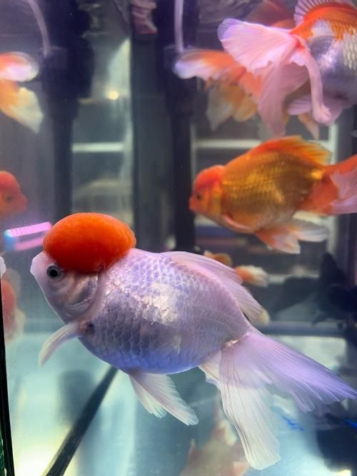 昆明觀賞魚批發(fā)市場 行業(yè)新聞 第17張