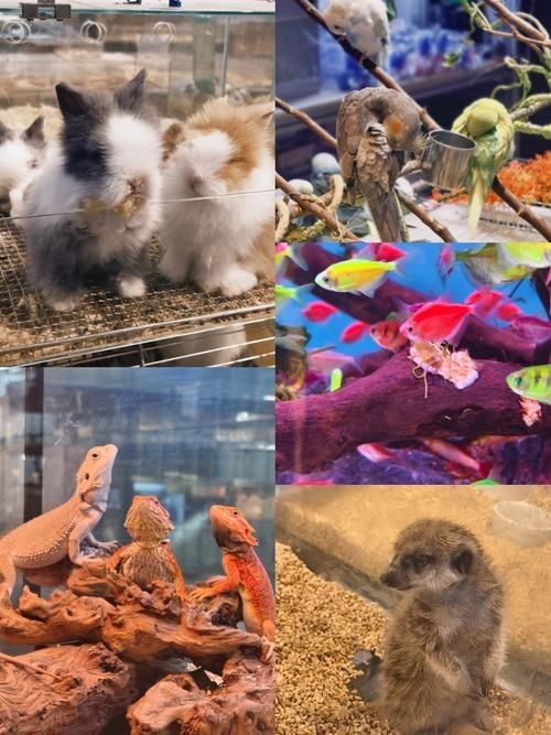 昆明觀賞魚批發(fā)市場 行業(yè)新聞 第18張