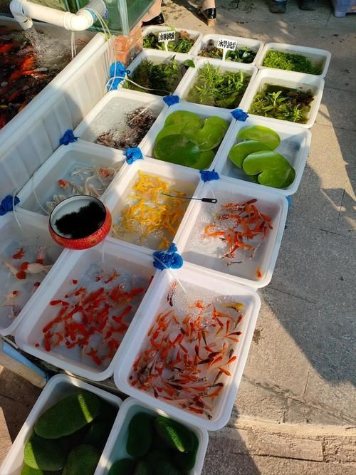 昆明觀賞魚批發(fā)市場 行業(yè)新聞 第22張