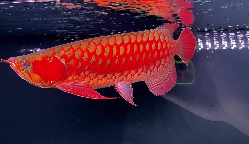 昆明觀賞魚批發(fā)市場 行業(yè)新聞 第28張