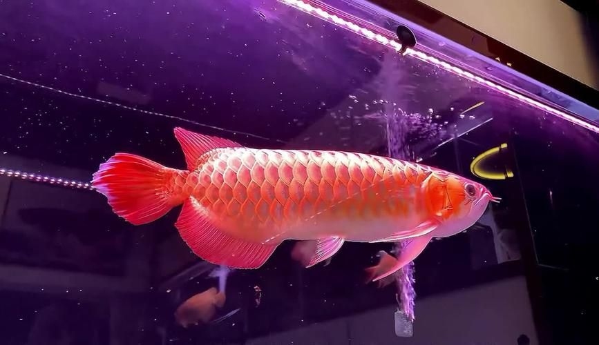 昆明觀賞魚批發(fā)市場 行業(yè)新聞 第32張