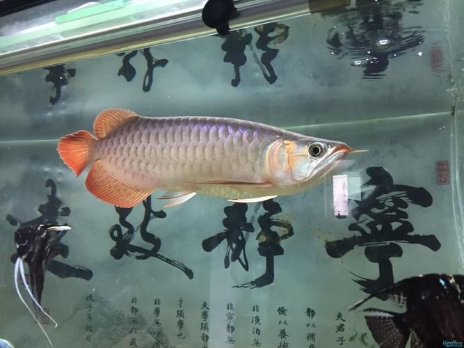 濟(jì)南龍魚(yú)批發(fā)市場(chǎng)（濟(jì)南龍魚(yú)批發(fā)市場(chǎng)1.龍魚(yú)批發(fā)|觀賞魚(yú)批發(fā)視頻） 行業(yè)新聞 第3張