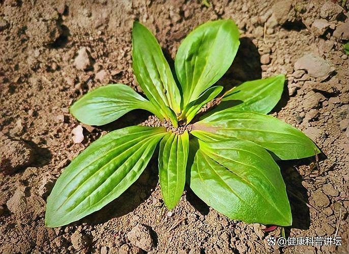 車前子可以長期食用嗎？（車前子可以長期食用嗎百度健康-去問診） 行業(yè)新聞 第3張