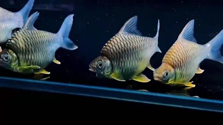 江門(mén)水族批發(fā)市場(chǎng)（江門(mén)水族批發(fā)市場(chǎng)1.龍魚(yú)批發(fā)|觀賞魚(yú)批發(fā)視頻網(wǎng)） 行業(yè)新聞 第14張