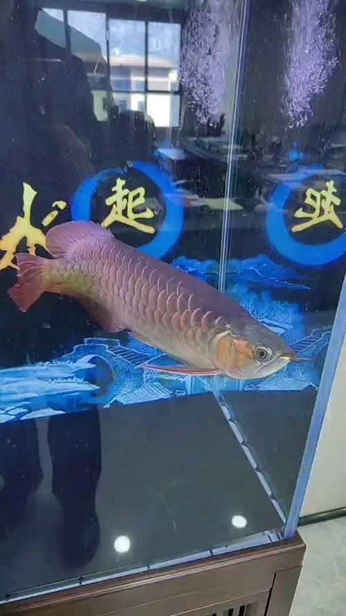 重慶觀賞魚批發(fā)市場(chǎng)（重慶觀賞魚批發(fā)市場(chǎng)-祥龍魚場(chǎng)） 行業(yè)新聞 第3張
