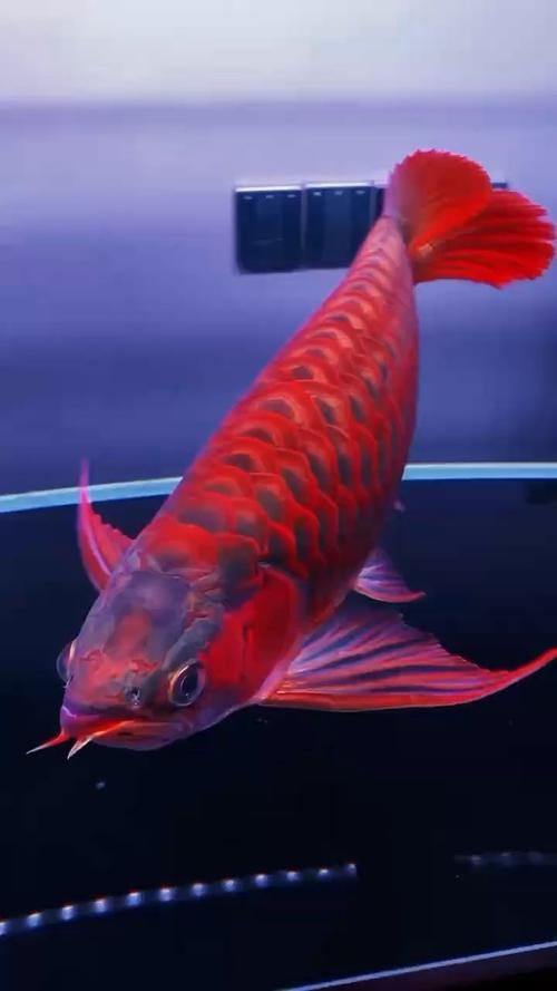 重慶觀賞魚批發(fā)市場(chǎng)（重慶觀賞魚批發(fā)市場(chǎng)-祥龍魚場(chǎng)） 行業(yè)新聞 第6張