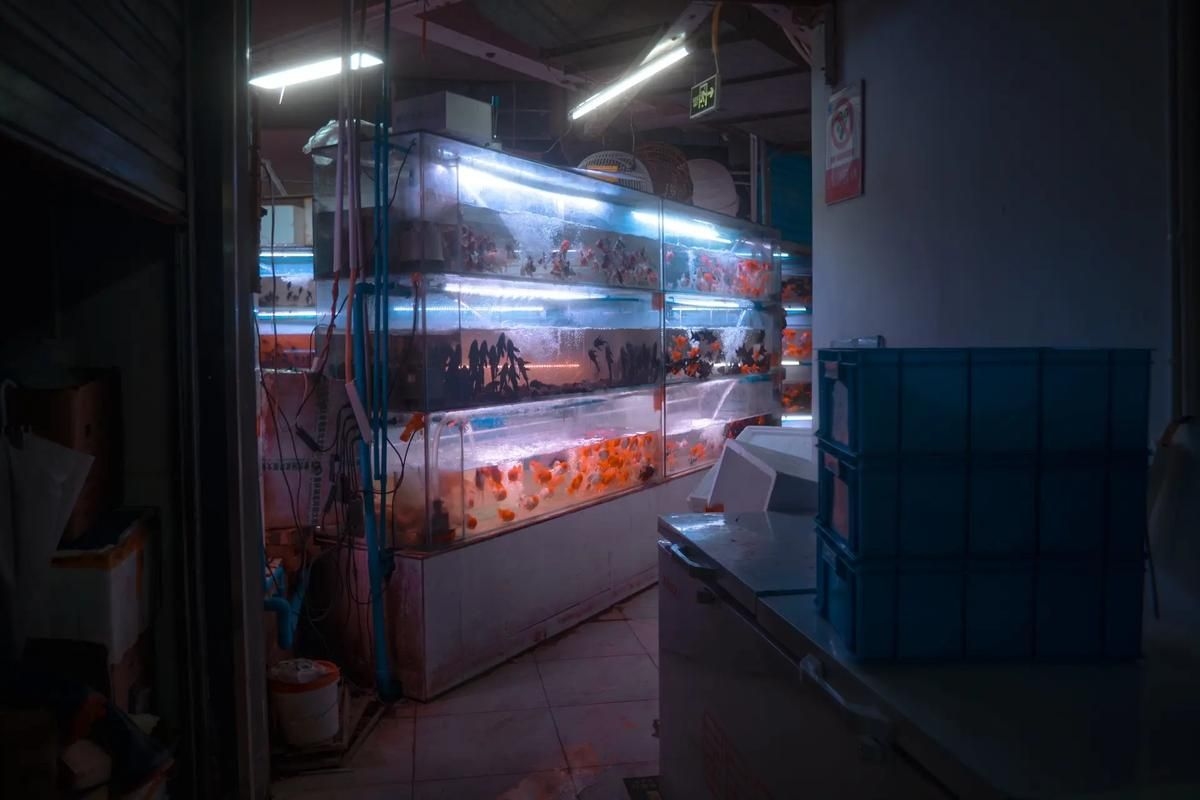 南昌水族批發(fā)市場（南昌水族批發(fā)市場\