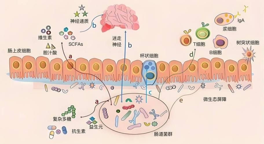 哪種補(bǔ)救方法副作用最小？ 行業(yè)新聞 第6張