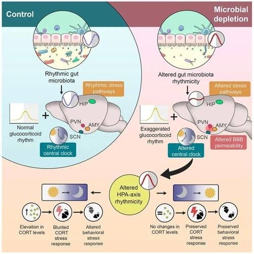 哪種補(bǔ)救方法副作用最??？ 行業(yè)新聞 第9張