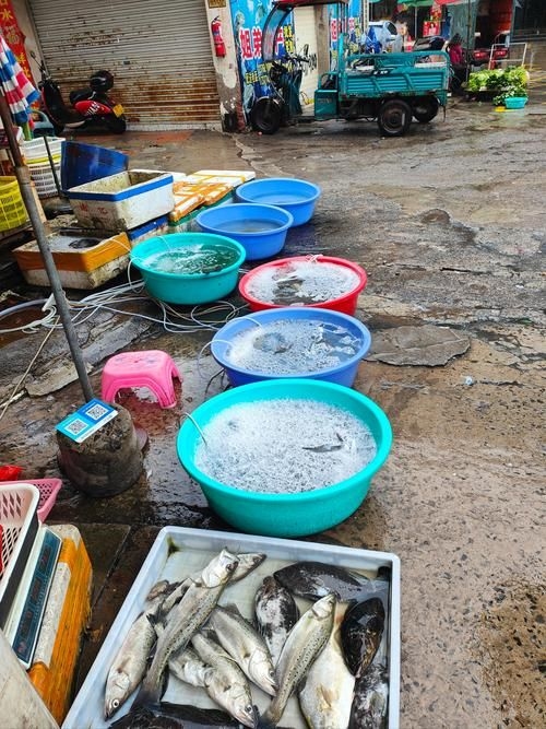 永州觀賞魚批發(fā)市場(永州觀賞魚開店賺錢嗎) 行業(yè)新聞 第3張 永州觀賞魚批發(fā)市場(永州觀賞魚開店賺錢嗎) 行業(yè)新聞 第3張