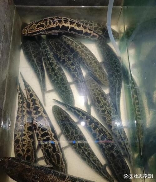 永州觀賞魚批發(fā)市場(永州觀賞魚開店賺錢嗎) 行業(yè)新聞 第6張 永州觀賞魚批發(fā)市場(永州觀賞魚開店賺錢嗎) 行業(yè)新聞 第6張