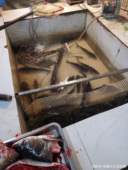 永州觀賞魚批發(fā)市場(永州觀賞魚開店賺錢嗎) 行業(yè)新聞 第8張 永州觀賞魚批發(fā)市場(永州觀賞魚開店賺錢嗎) 行業(yè)新聞 第8張