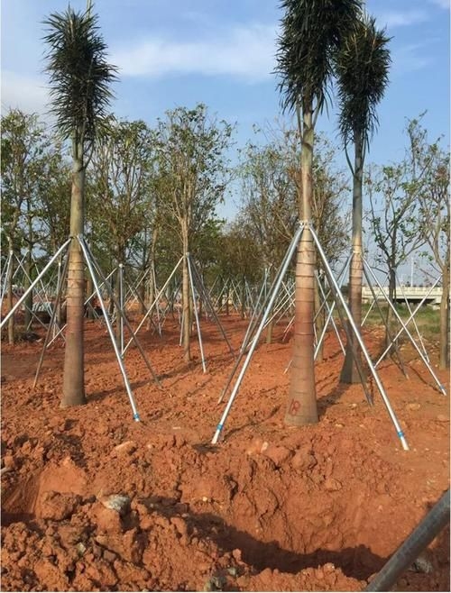 如何安裝樹木支撐桿？（如何安裝樹木支撐桿，用戶要求1000字詳解+配圖） 行業(yè)新聞 第5張